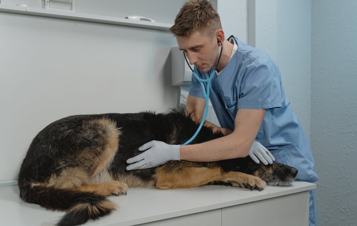 Animal Health and Care